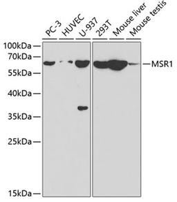 Western blot - MSR1 antibody (A1923)