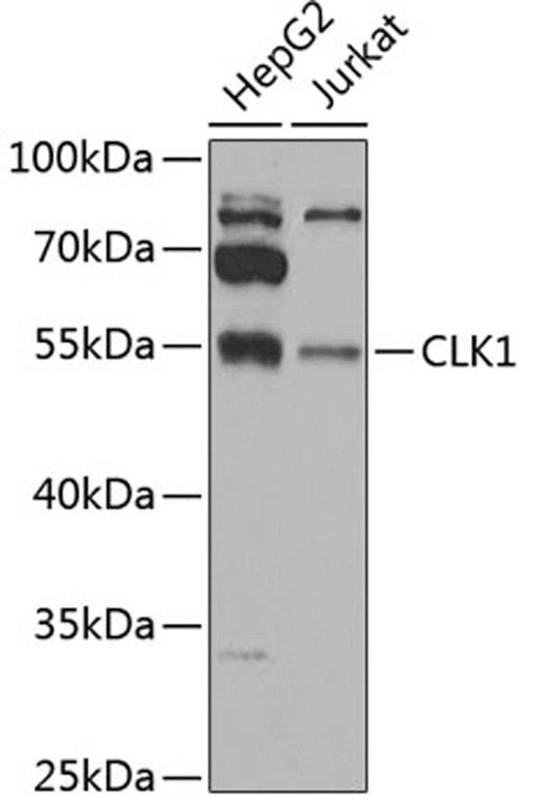 Western blot - CLK1 antibody (A6887)