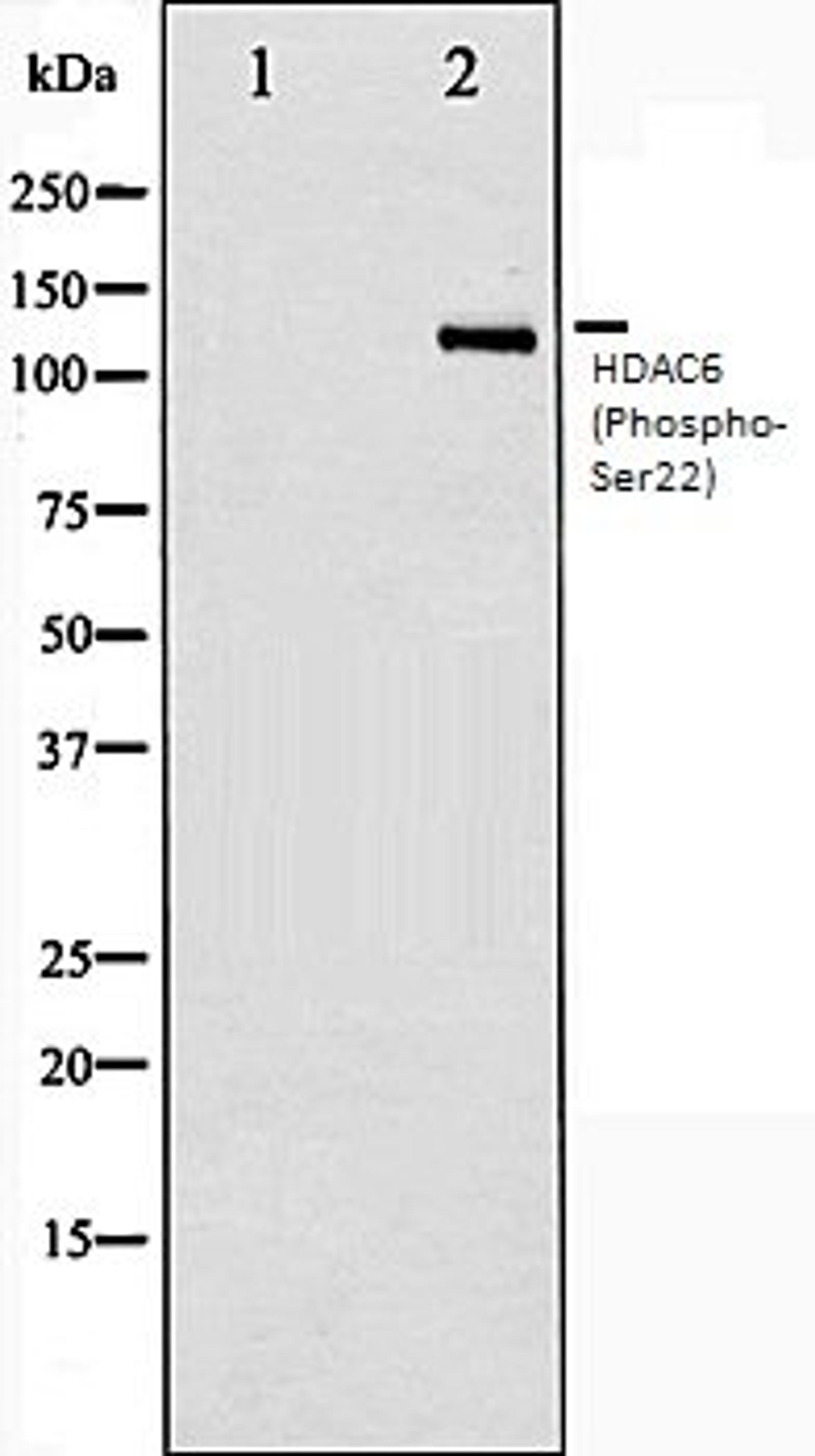 Western blot analysis of NIH-3T3 whole cell lysates using HDAC6 (Phospho-Ser22) antibody, The lane on the left is treated with the antigen-specific peptide.