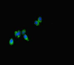 Immunofluorescence analysis of HepG2 cells using SPNS2 antibody