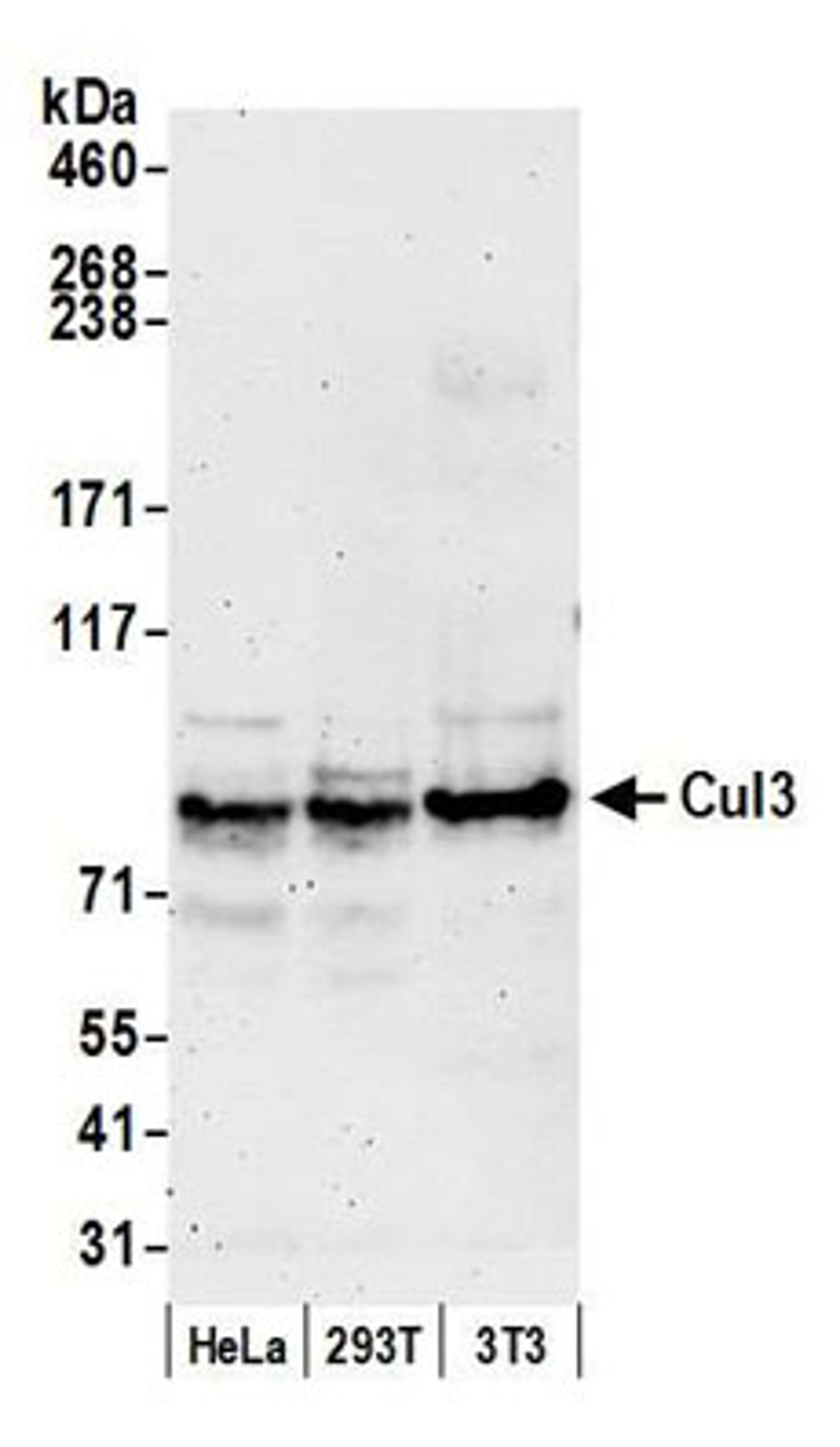 Detection of human and mouse Cul3 by western blot.