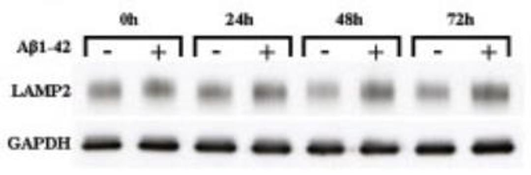 Western Blot: GAPDH Antibody (2D4A7) [NB300-328] - Analysis using the HRP conjugate of NB300-328. Detection of Lysosome-associated membrane protein 2 (LAMP-2) upregulation with intracellular amyloid-B accumulations quantified against GAPDH. Image from verfied customer review.