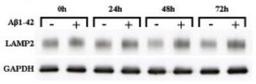 Western Blot: GAPDH Antibody (2D4A7) [NB300-328] - Analysis using the HRP conjugate of NB300-328. Detection of Lysosome-associated membrane protein 2 (LAMP-2) upregulation with intracellular amyloid-B accumulations quantified against GAPDH. Image from verfied customer review.