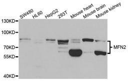 Western blot analysis of extracts of various cell lines using MFN2 antibody