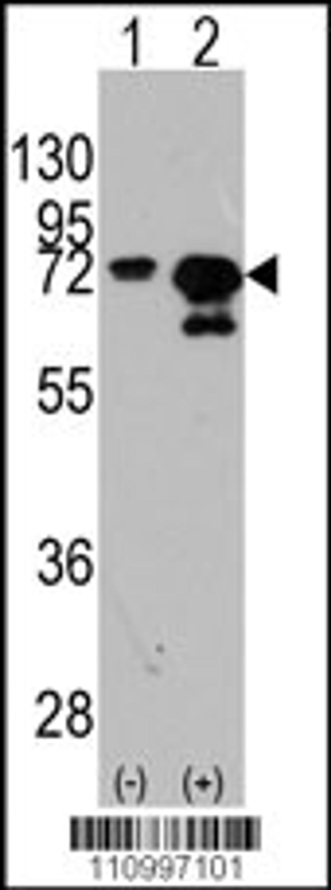 Western blot analysis of HSPA1A using rabbit polyclonal HSPA1A Antibody (Y525) using 293 cell lysates (2 ug/lane) either nontransfected (Lane 1) or transiently transfected with the HSPA1A gene (Lane 2).