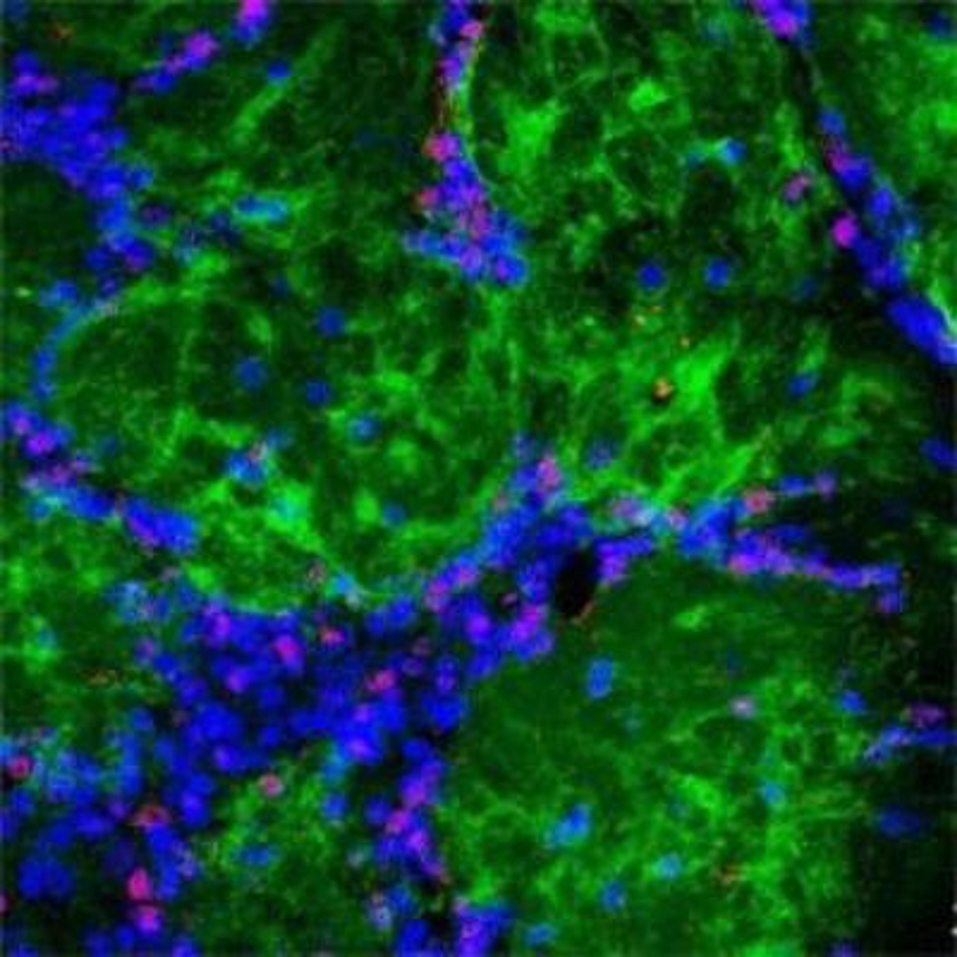 Immunocytochemistry/Immunofluorescence: c-Fos Antibody [NB110-75039] - Rabbit antibody to cFos (c-fos): whole serum (NB110-75039) at a 1 : 500 dilution and DAPI counterstained appearing in blue.