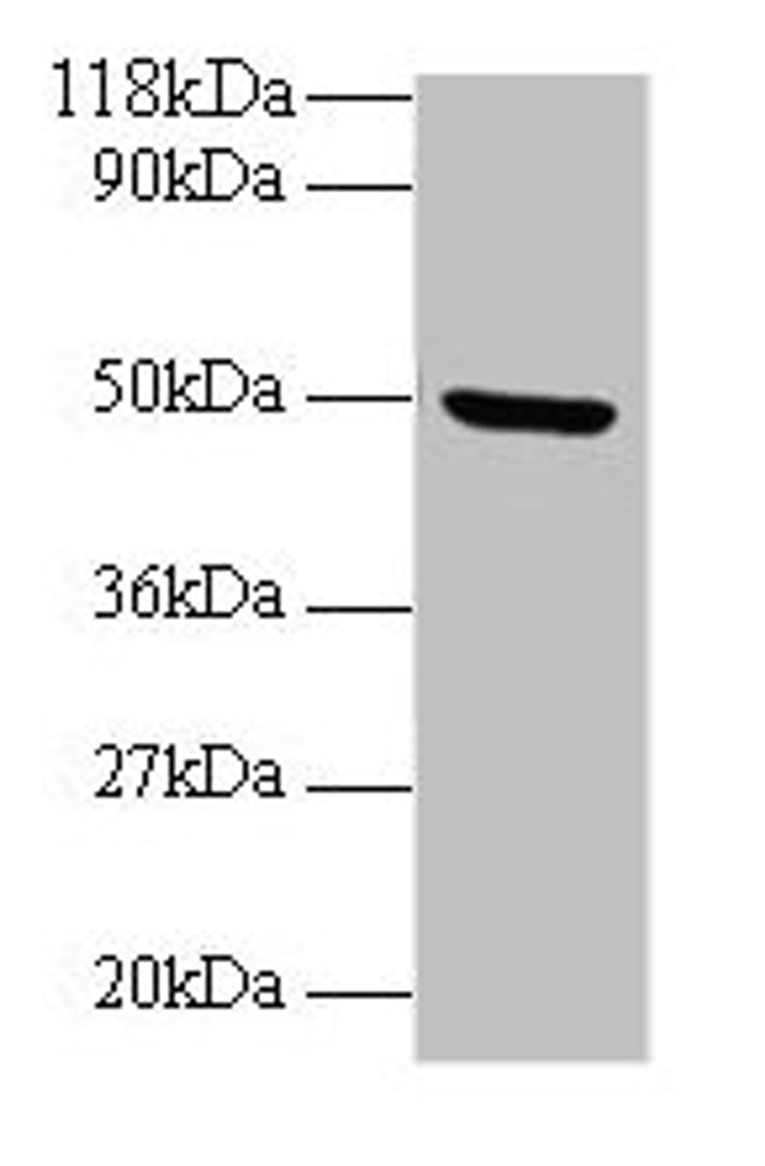 Western blot. All lanes: BMP7 antibody at 2µg/ml + Mouse kidney tissue. Secondary. Goat polyclonal to rabbit IgG at 1/10000 dilution. Predicted band size: 50 kDa. Observed band size: 50 kDa