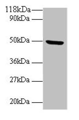 Western blot. All lanes: BMP7 antibody at 2µg/ml + Mouse kidney tissue. Secondary. Goat polyclonal to rabbit IgG at 1/10000 dilution. Predicted band size: 50 kDa. Observed band size: 50 kDa