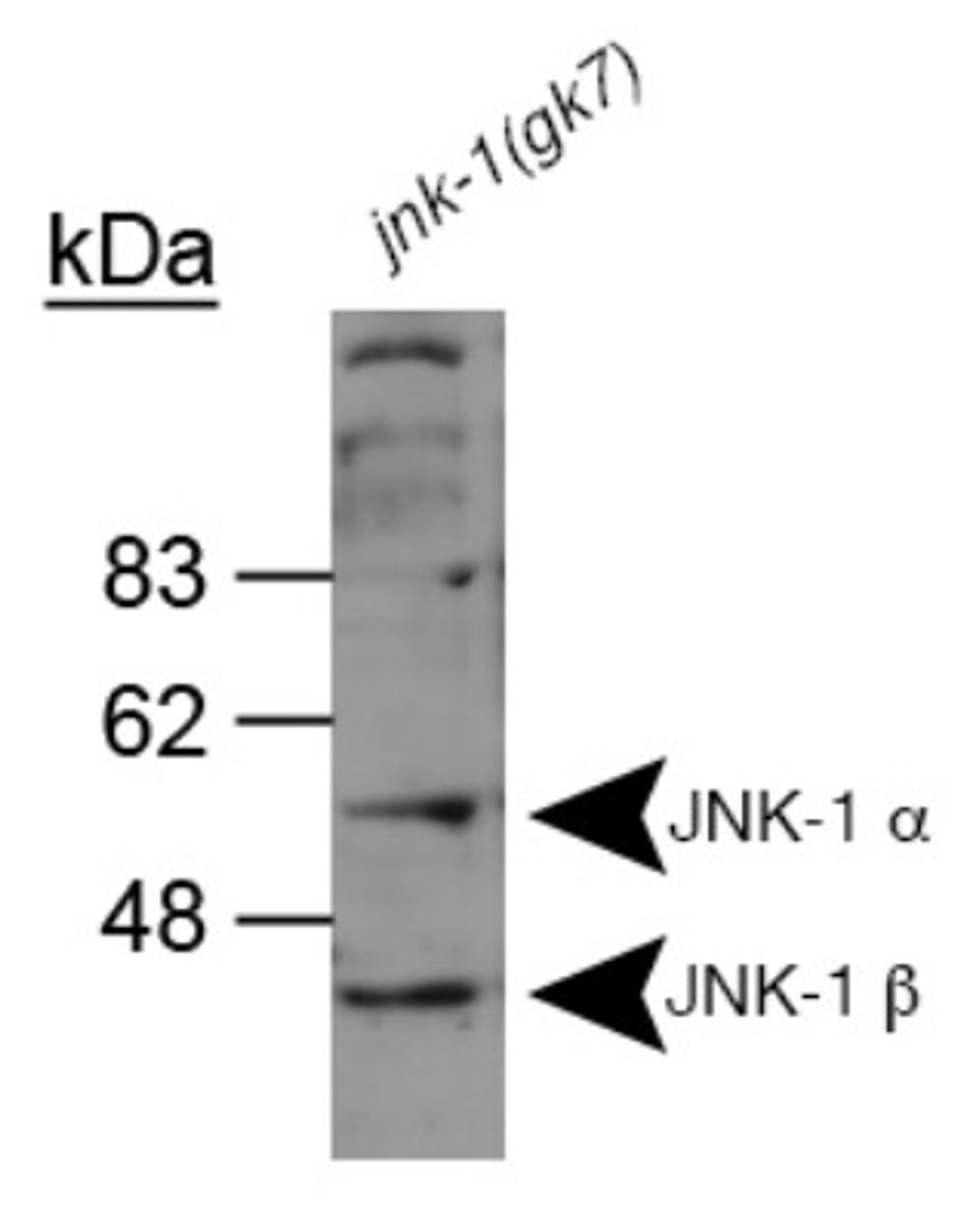 Western Blot: JNK1 Antibody [NB100-1925] - Detection of JNK-1 using NB100-1925.