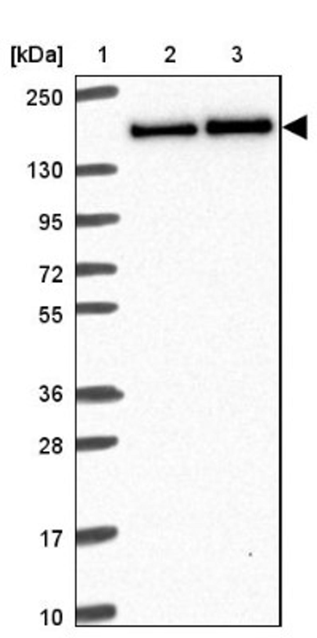 Western Blot: BAT3/BAG6 Antibody [NBP2-38693] - Lane 1: Marker [kDa] 250, 130, 95, 72, 55, 36, 28, 17, 10<br/>Lane 2: RT-4<br/>Lane 3: U-251 MG