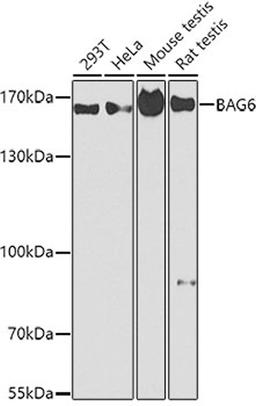 Western blot - BAG6 antibody (A2010)