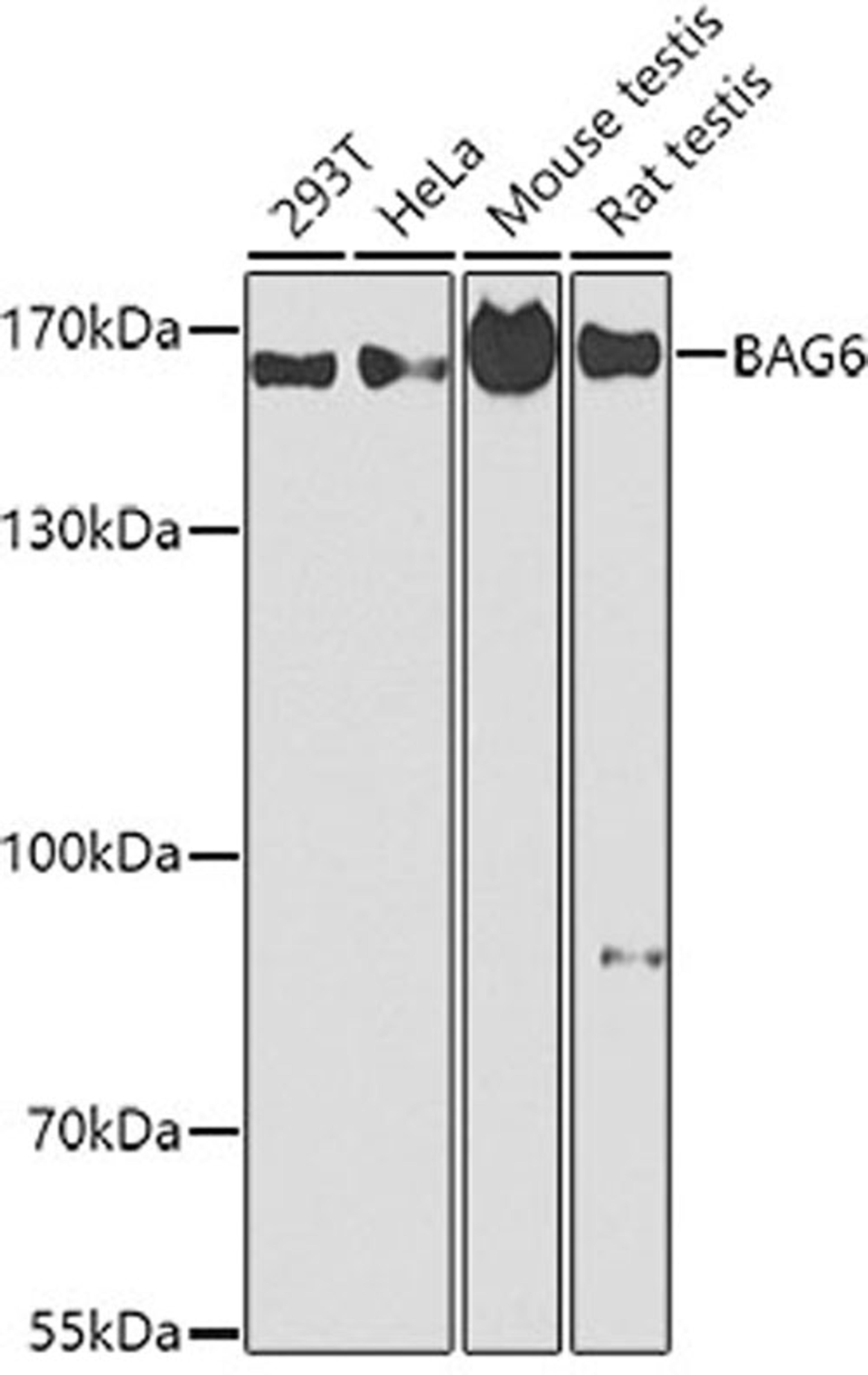 Western blot - BAG6 antibody (A2010)