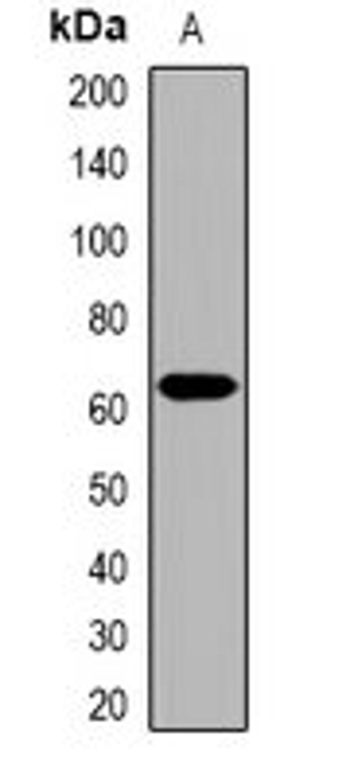 Western blot analysis of HepG2 (Lane1) whole cell lysates using COL25A1 antibody