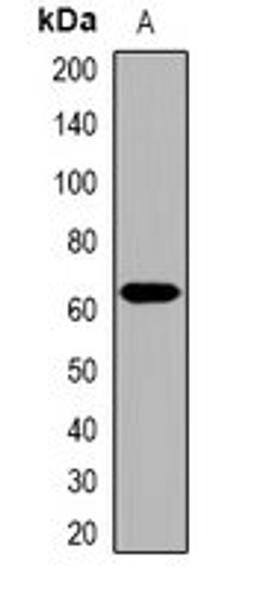 Western blot analysis of HepG2 (Lane1) whole cell lysates using COL25A1 antibody