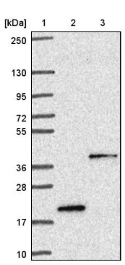 Immunohistochemistry: TMEM120B Antibody [NBP1-91101] - Lane 1: Marker [kDa] 250, 130, 95, 72, 55, 36, 28, 17, 10<br/>Lane 2: Negative control (vector only transfected HEK293T lysate)<br/>Lane 3: Over-expression lysate (Co-expressed with a C-terminal myc-DDK tag (~3.1 kDa) in mammalian HEK293T cells, LY421117)