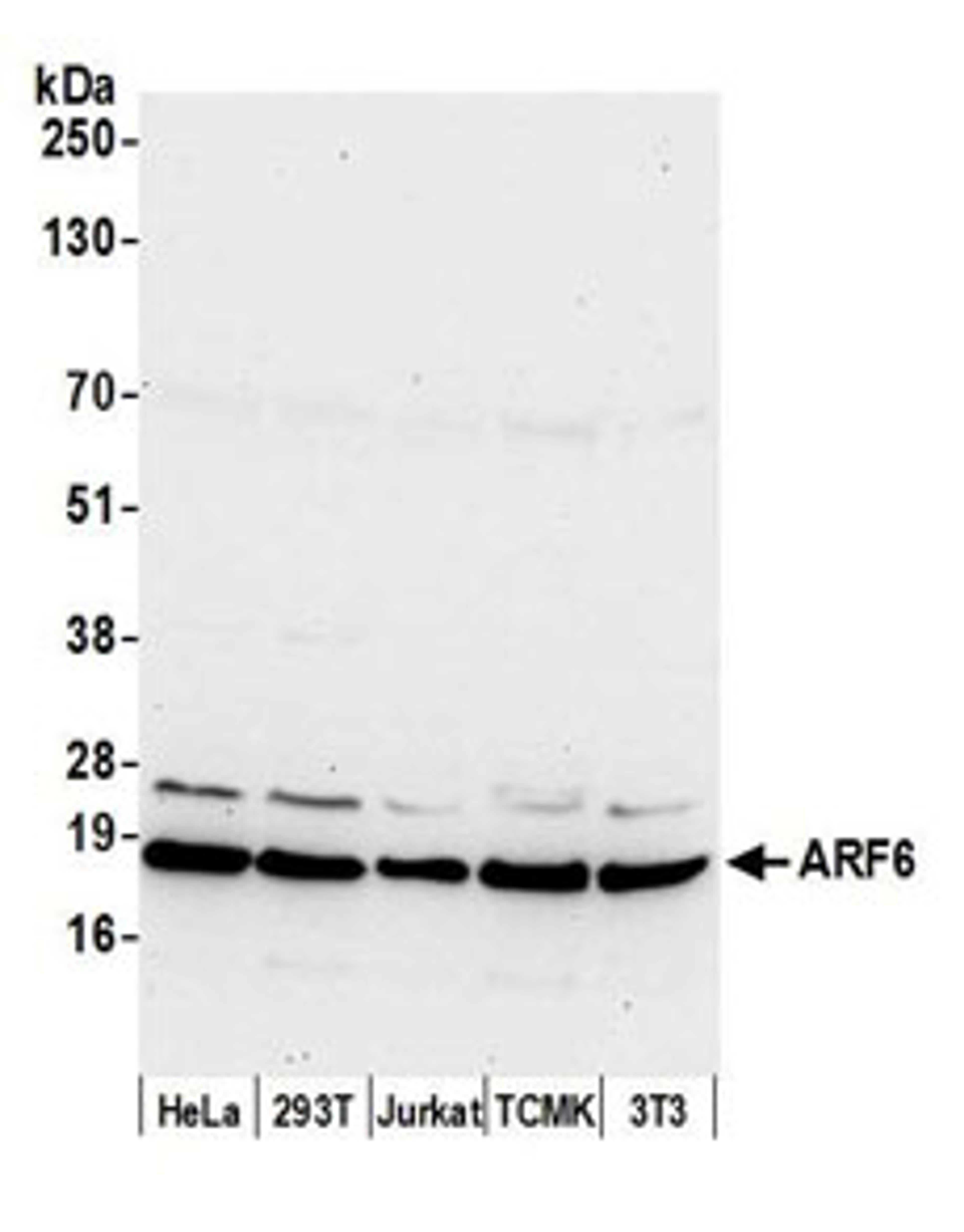 Detection of human and mouse ARF6 by western blot.