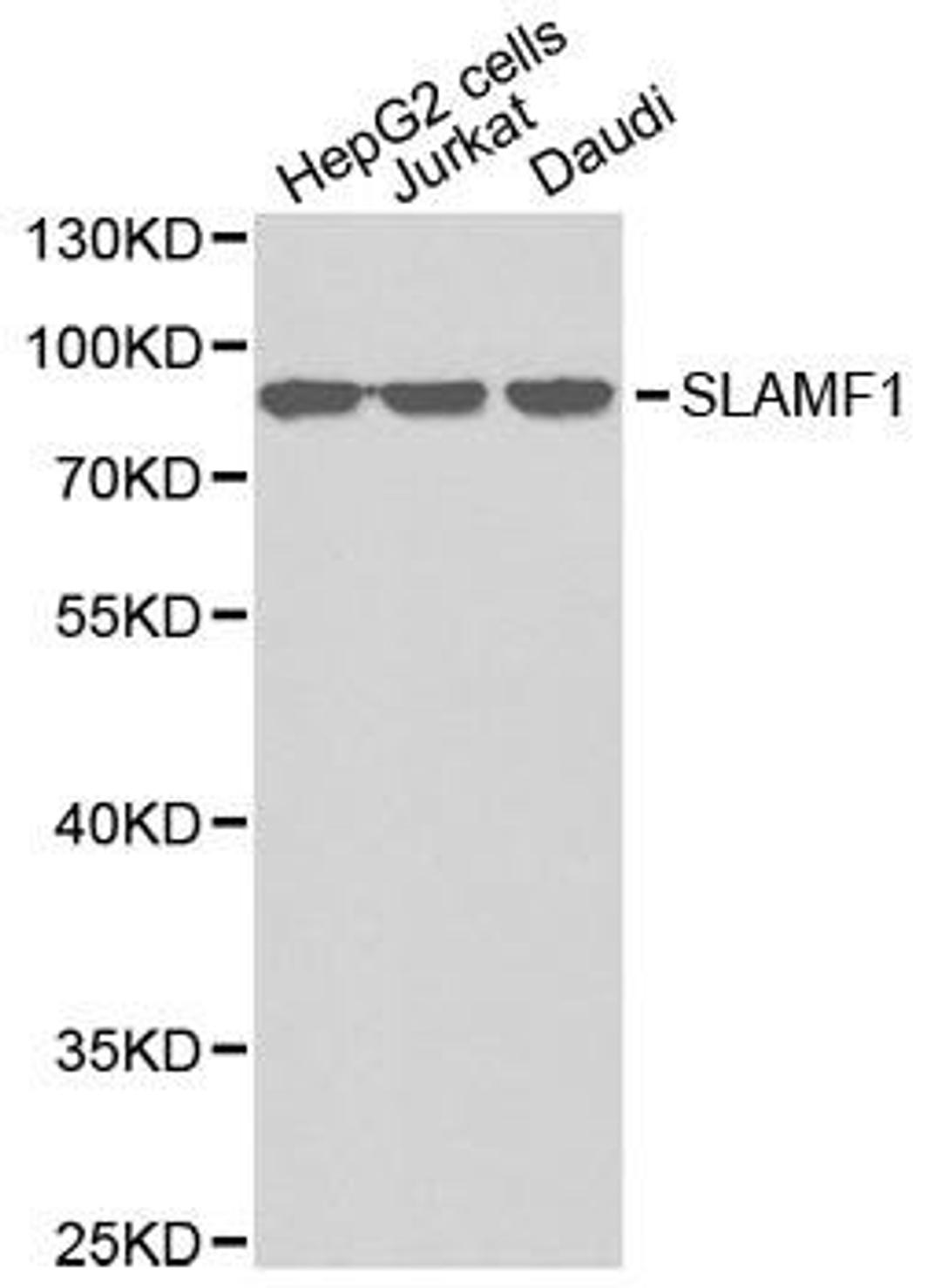 Western blot analysis of extracts of various cell lines using SLAMF1 antibody