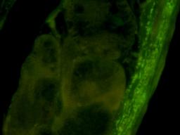 Immunofluorescence image of pig heart tissue using CD206 antibody (dilution at 1:100)