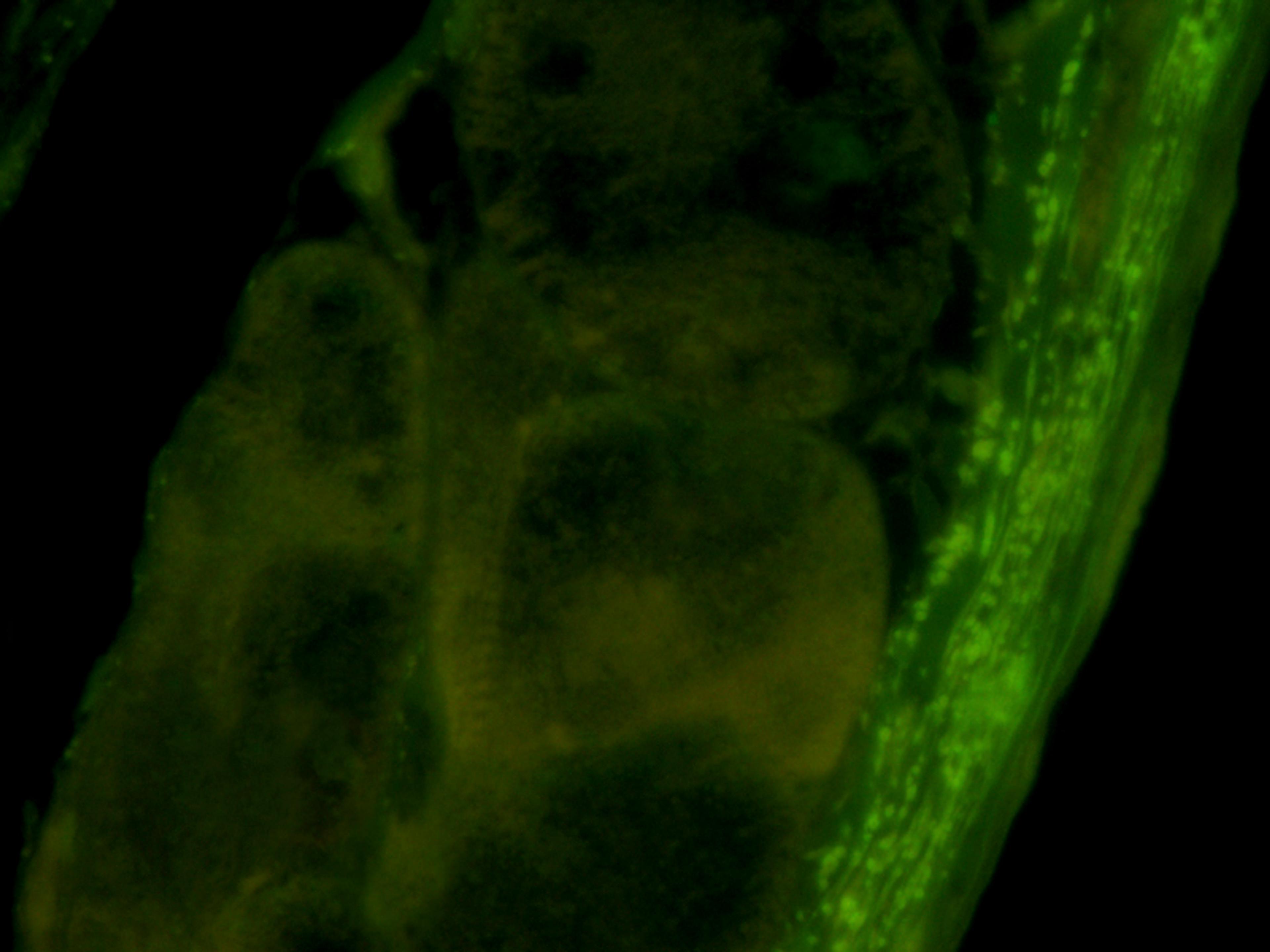 Immunofluorescence image of pig heart tissue using CD206 antibody (dilution at 1:100)