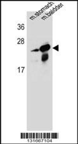 Western blot analysis in mouse stomach,bladder tissue lysates (35ug/lane).