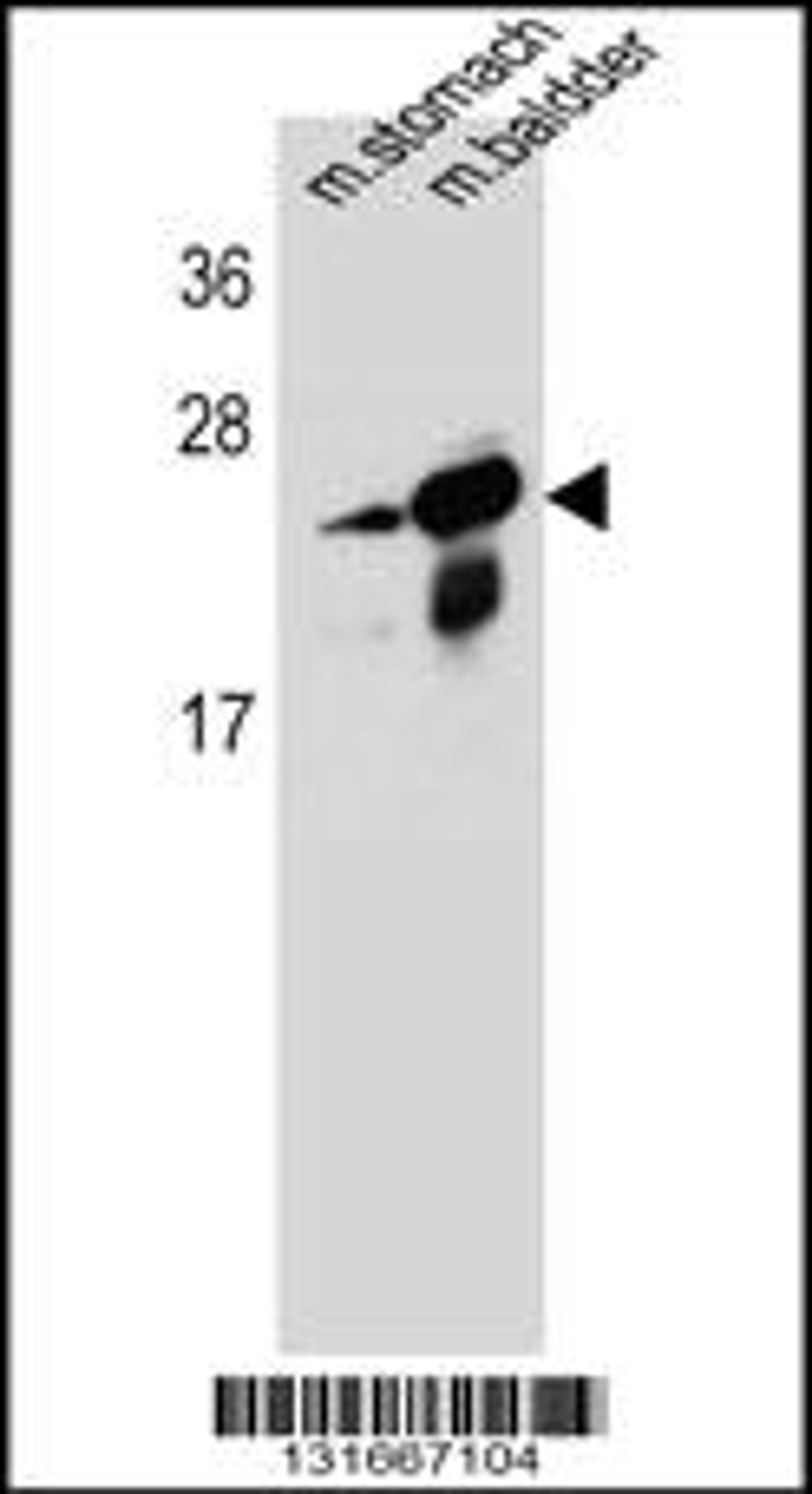 Western blot analysis in mouse stomach,bladder tissue lysates (35ug/lane).