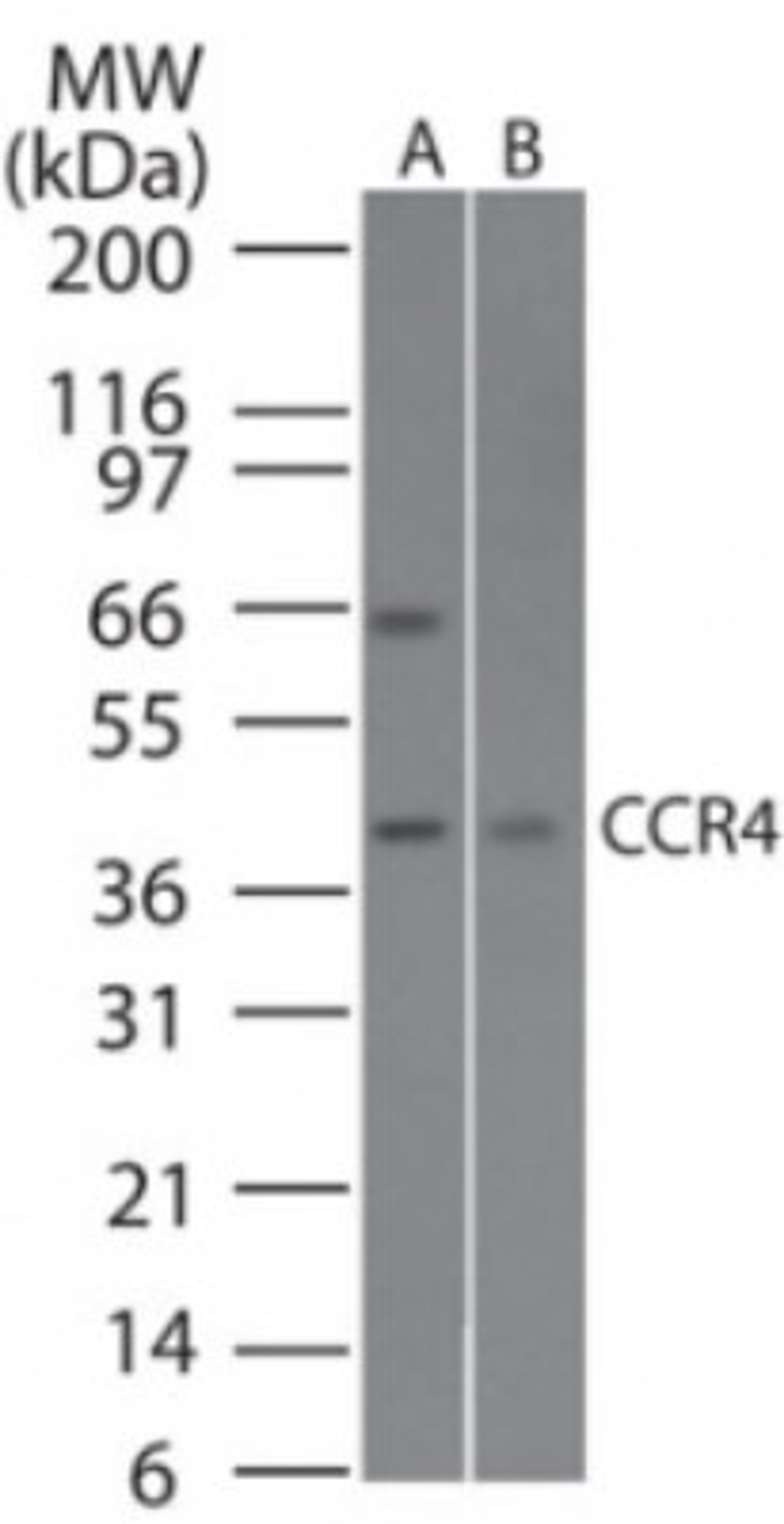 Western Blot: CCR4 Antibody [NB100-56336] - analysis of CCR4 in A) Daudi and B) NIH 3T3 cell lysate using this antibody.