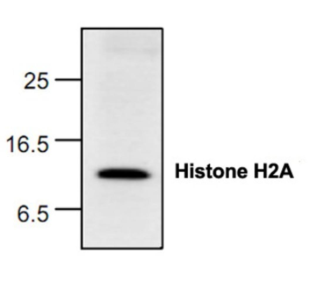 Western Blot: HIST1H2AC Antibody [NBP1-45619] - Analysis of Histone H2A expression with HeLa nuclear lysate.