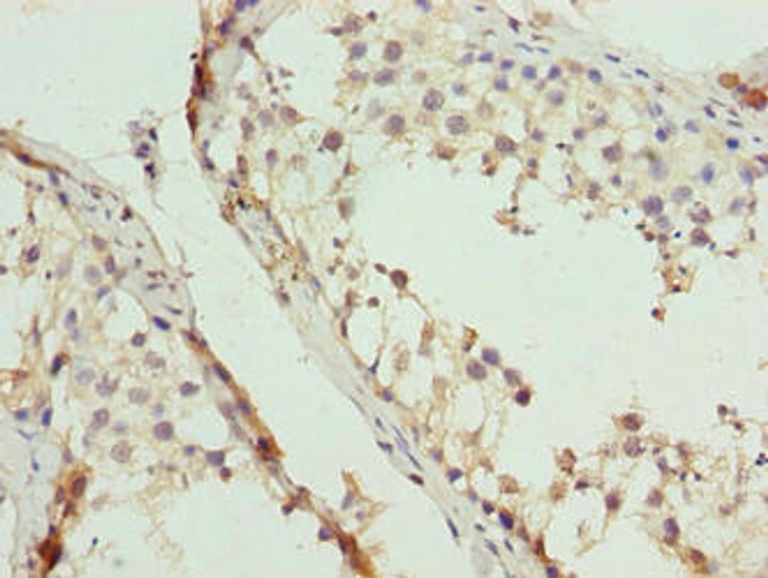 Immunohistochemistry of paraffin-embedded human testis tissue using CSB-PA872418LA01HU at dilution of 1:100