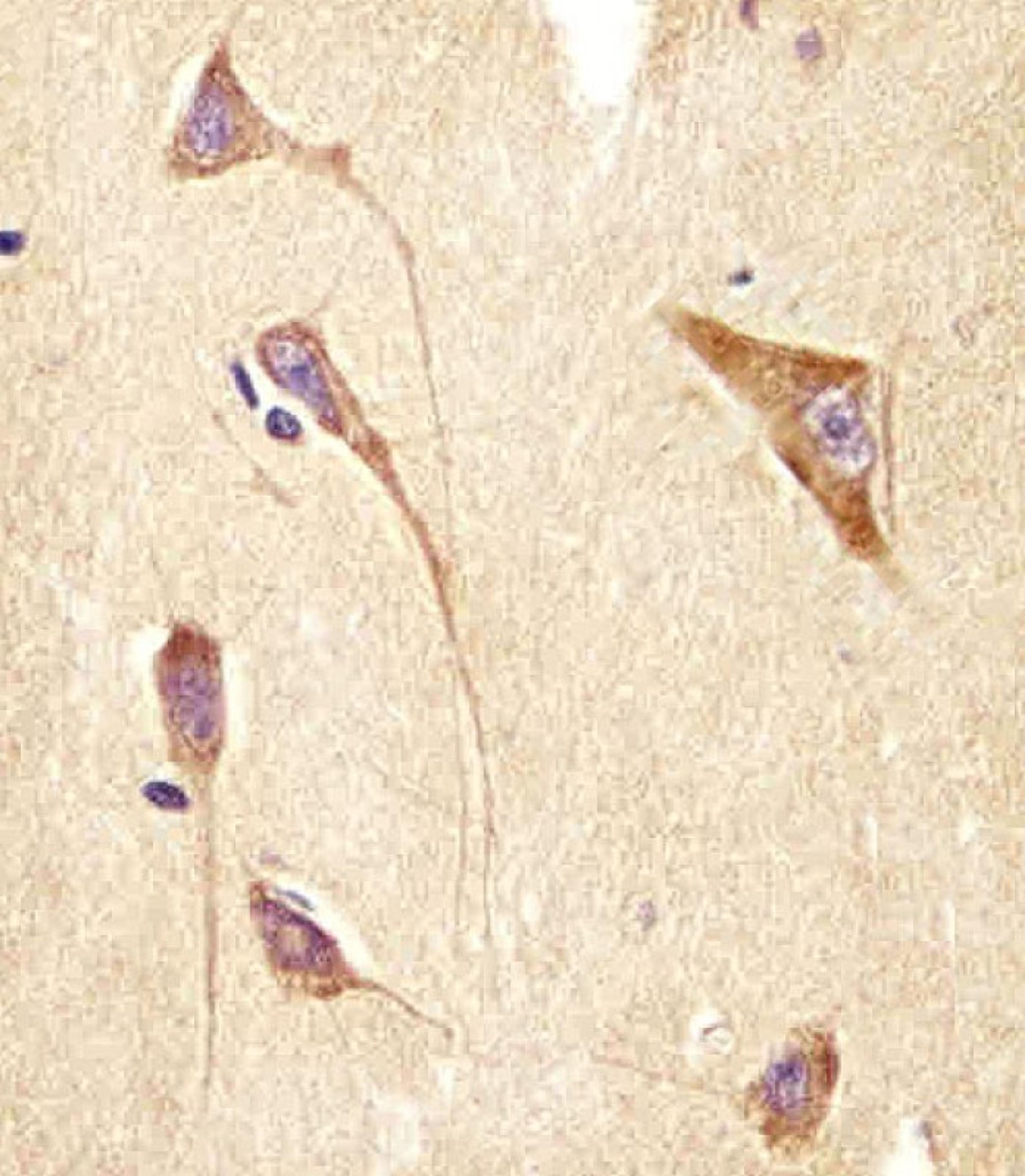 Antibody staining GNG2 in human brain tissue sections by Immunohistochemistry (IHC-P - paraformaldehyde-fixed, paraffin-embedded sections).