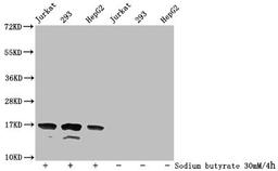 Western Blot. Detected samples: Jurkat whole cell lysate, 293 whole cell lysate, HepG2 whole cell lysate; Untreated (-) or treated (+) with 30mM sodium butyrate for 4h. All lanes: HIST1H3A antibody at 1:500. Secondary. Goat polyclonal to rabbit IgG at 1/40000 dilution. Predicted band size: 16 kDa. Observed band size: 16 kDa