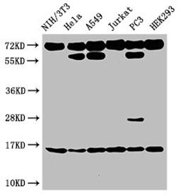 Western Blot. Positive WB detected in: NIH/3T3 cell acid extracts, Hela cell acid extracts, A549 cell acid extracts, Jurkat cell acid extracts, PC-3 cell acid extracts, HEK293 cell acid extracts. All lanes: HIST1H3A antibody at 2µg/ml. Secondary. Goat polyclonal to rabbit IgG at 1/50000 dilution. Predicted band size: 16 kDa. Observed band size: 16 kDa