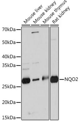 Western blot - NQO2 Rabbit mAb (A3846)