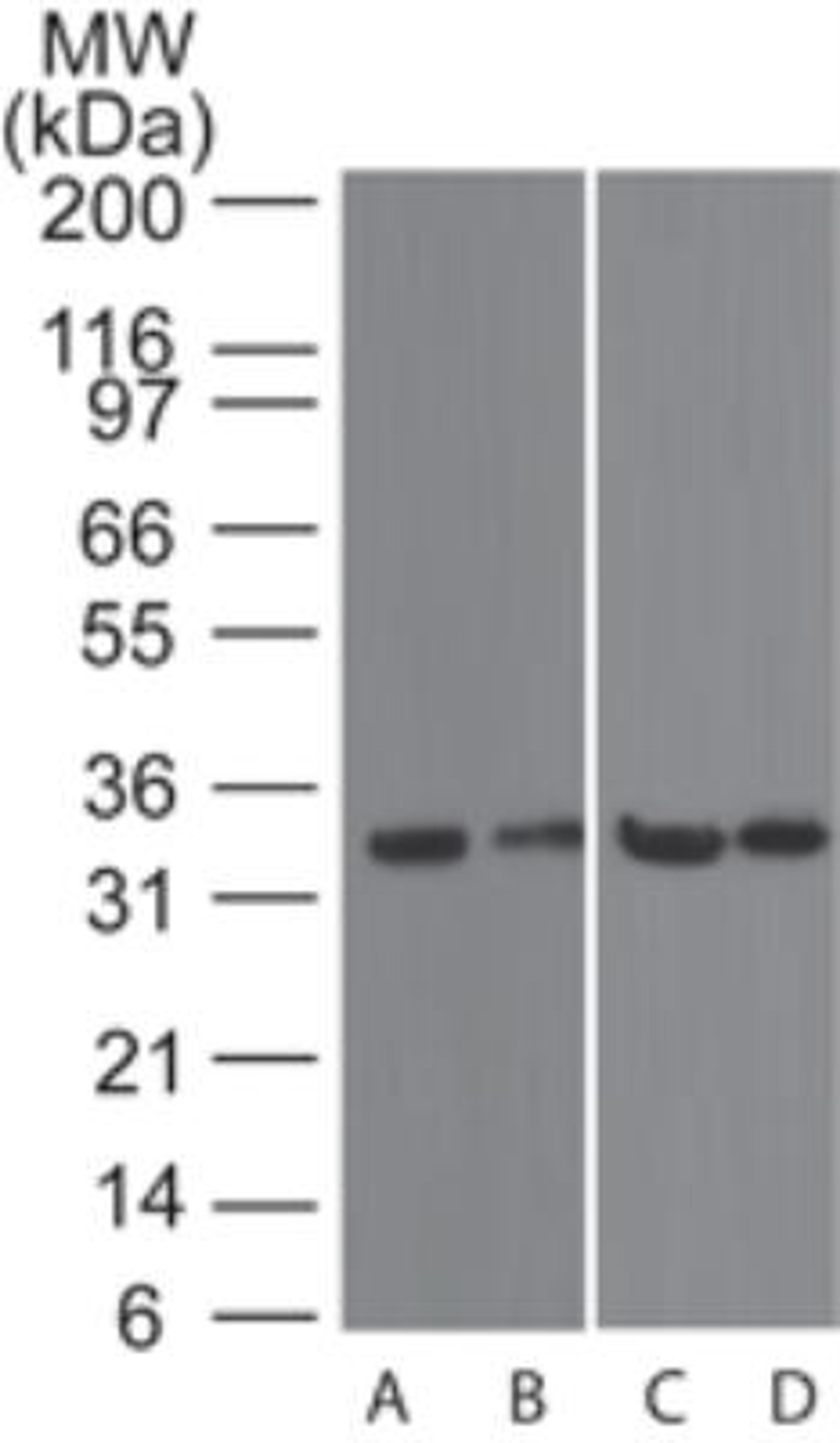 Western Blot: CVID Antibody [NB100-56516] - Western blot analysis of A) human spleen, B) mouse spleen, C) human stomach, D) and mouse stomach lysate using TACI antibody at 2 ug/ml.