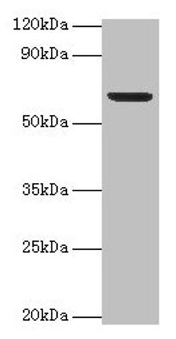 Western blot. All lanes: Plbd2 antibody at 2µg/ml + Mouse brain tissue. Secondary. Goat polyclonal to rabbit IgG at 1/15000 dilution. Predicted band size: 67, 50 kDa. Observed band size: 67 kDa