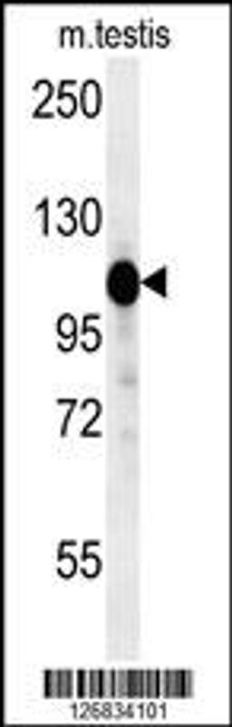 Western blot analysis in mouse testis tissue lysates (15ug/lane).This demonstrates the detected DACT1 protein (arrow).