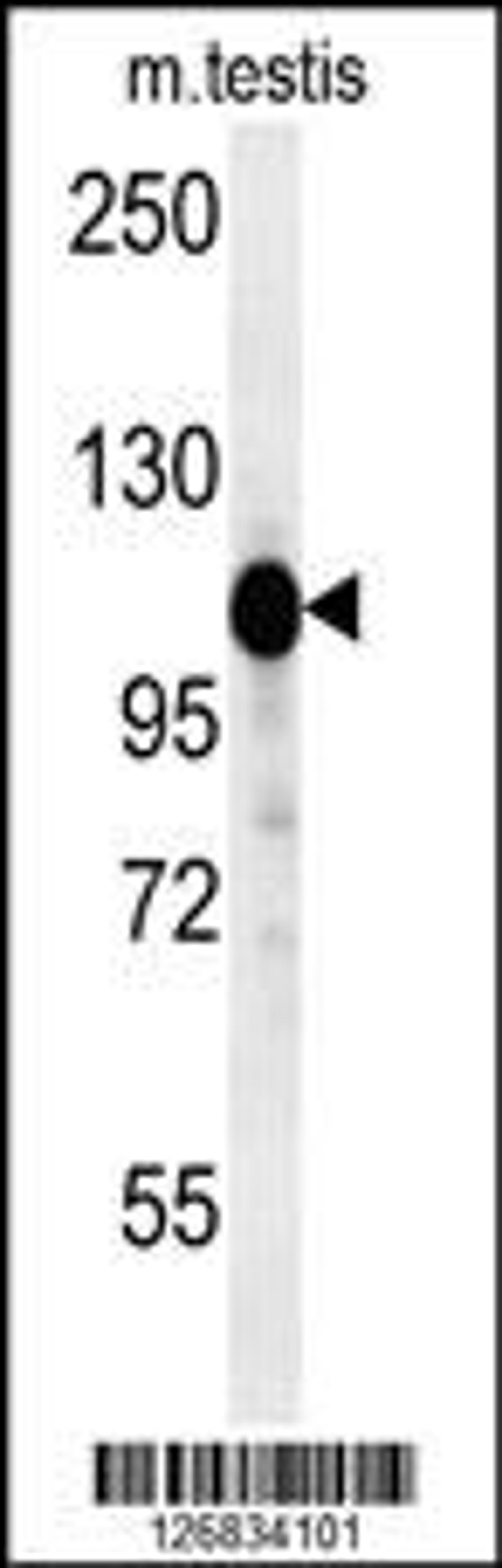 Western blot analysis in mouse testis tissue lysates (15ug/lane).This demonstrates the detected DACT1 protein (arrow).