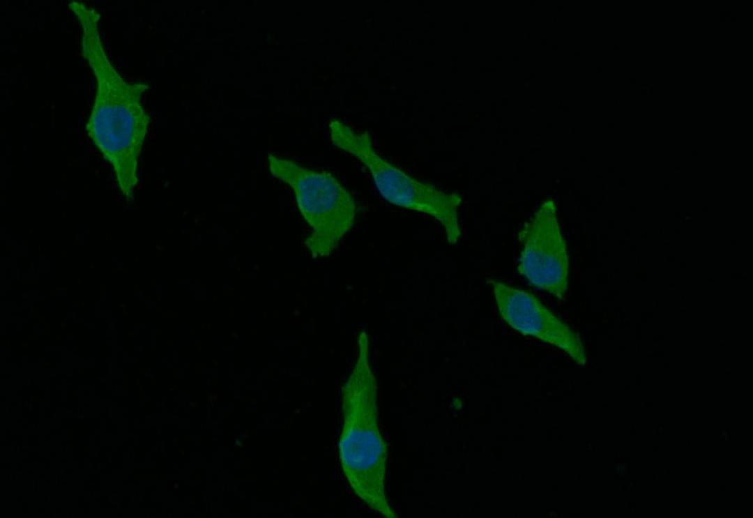 Immunofluorescence staining of MCF-7 with CSB-RA965823A0HU at 1:30, counter-stained with DAPI. The cells were fixed in 4% formaldehyde and blocked in 10% normal Goat Serum. The cells were then incubated with the antibody overnight at 4°C. The secondary antibody was Alexa Fluor 492-congugated AffiniPure Goat Anti-Rabbit IgG(H+L).