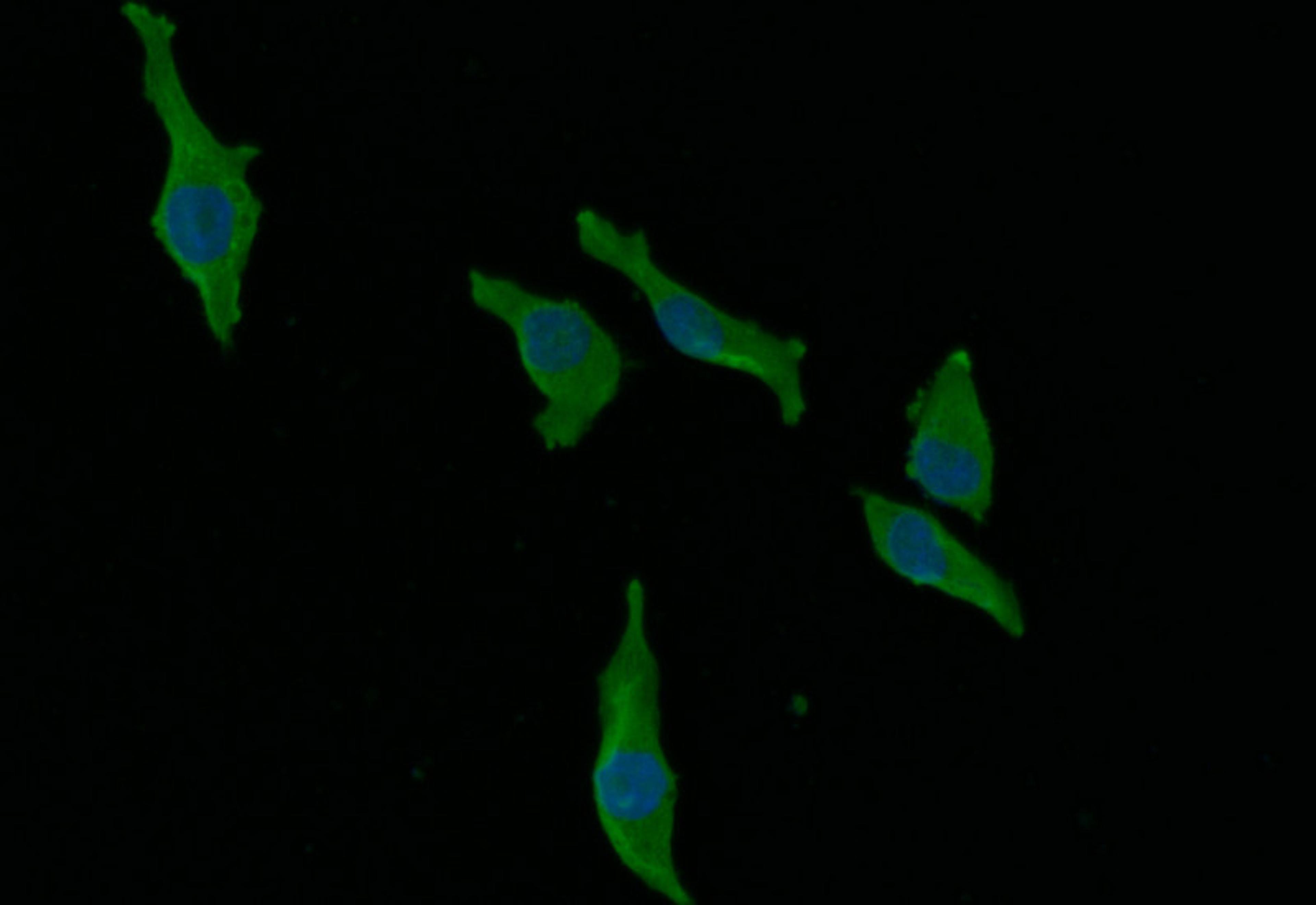 Immunofluorescence staining of MCF-7 with CSB-RA965823A0HU at 1:30, counter-stained with DAPI. The cells were fixed in 4% formaldehyde and blocked in 10% normal Goat Serum. The cells were then incubated with the antibody overnight at 4°C. The secondary antibody was Alexa Fluor 492-congugated AffiniPure Goat Anti-Rabbit IgG(H+L).