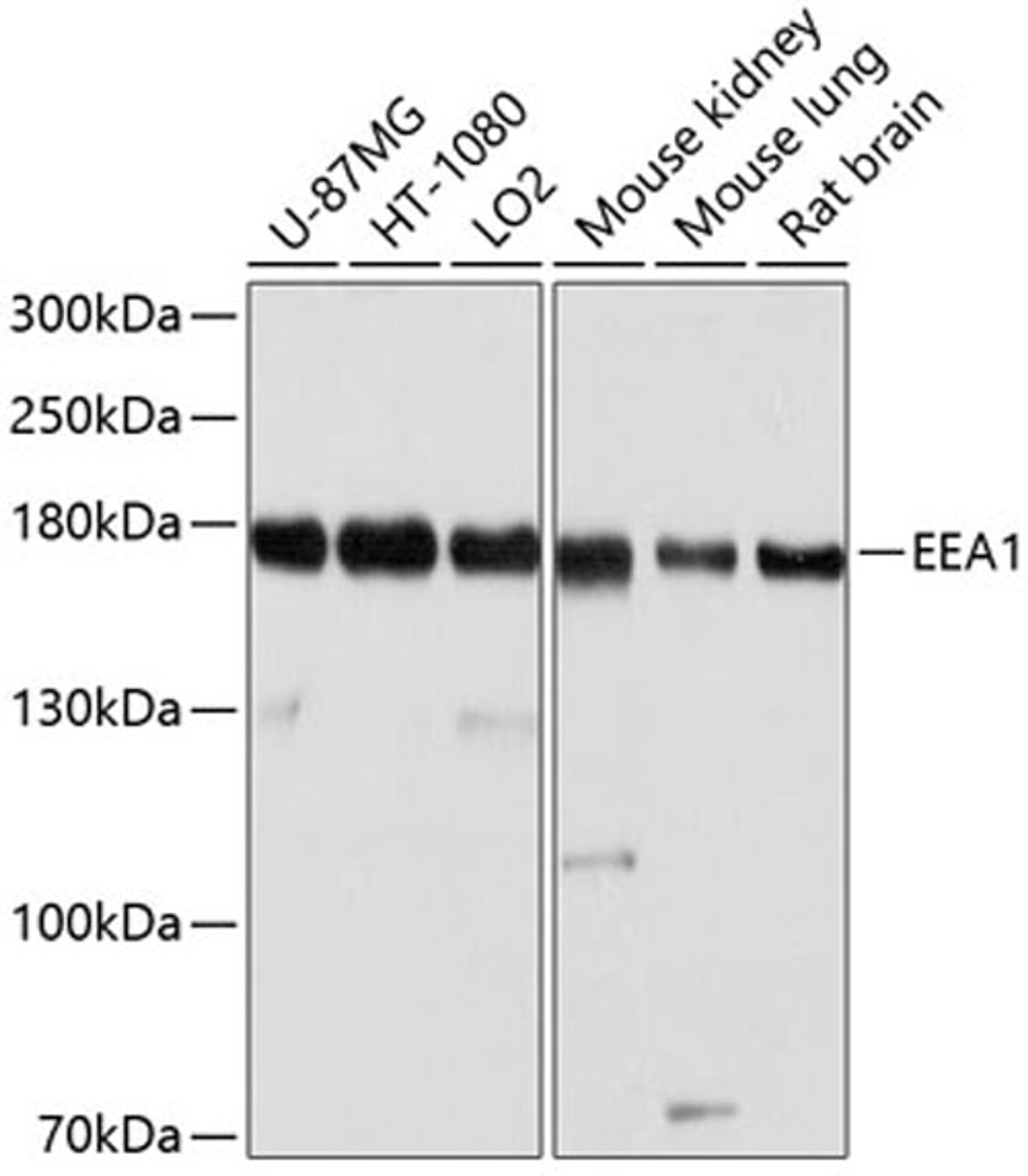 Western blot - EEA1 antibody (A0592)