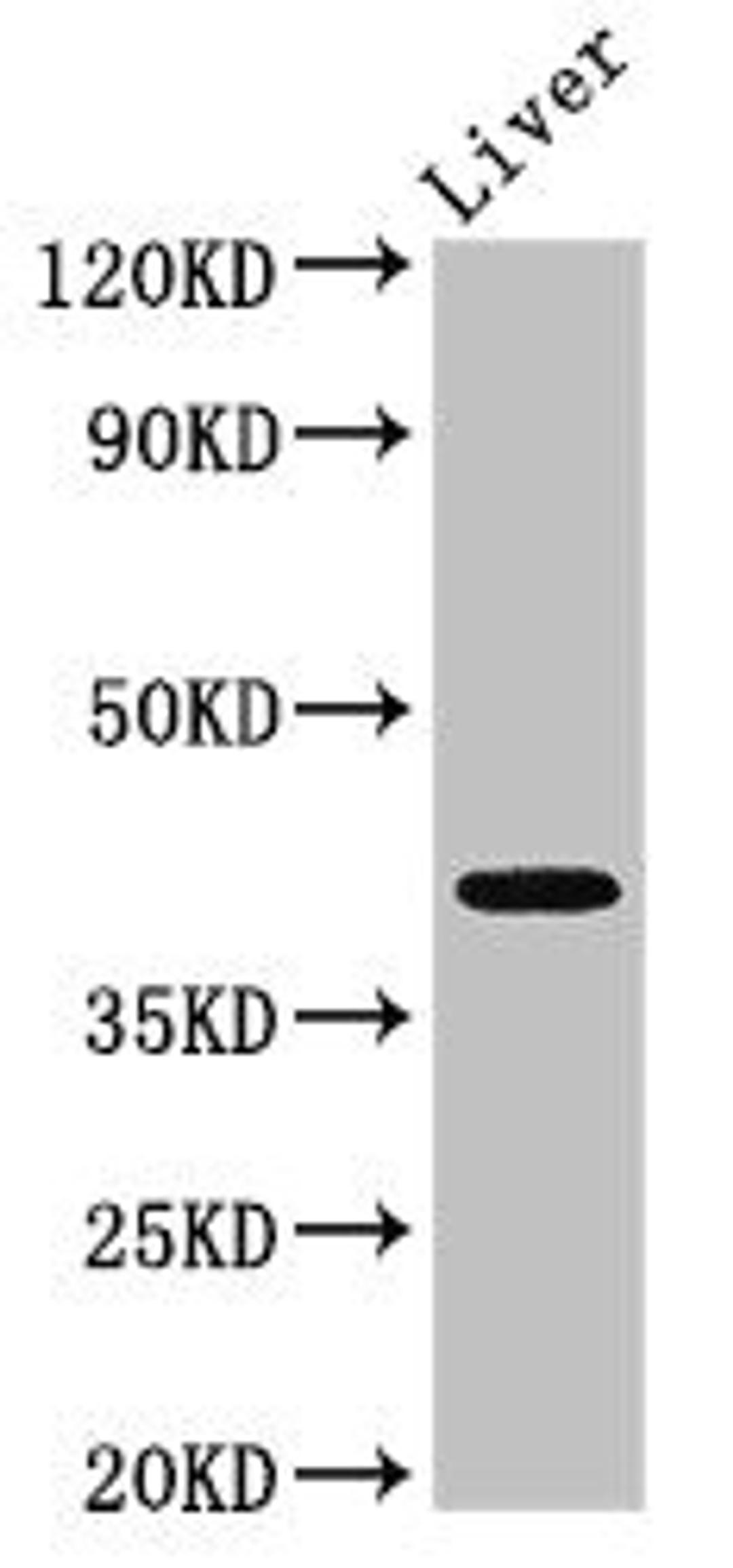 Western Blot. Positive WB detected in: Mouse liver tissue. All lanes: MAB21L2 antibody at 3ug/ml. Secondary. Goat polyclonal to rabbit IgG at 1/50000 dilution. Predicted band size: 41 kDa. Observed band size: 41 kDa. 