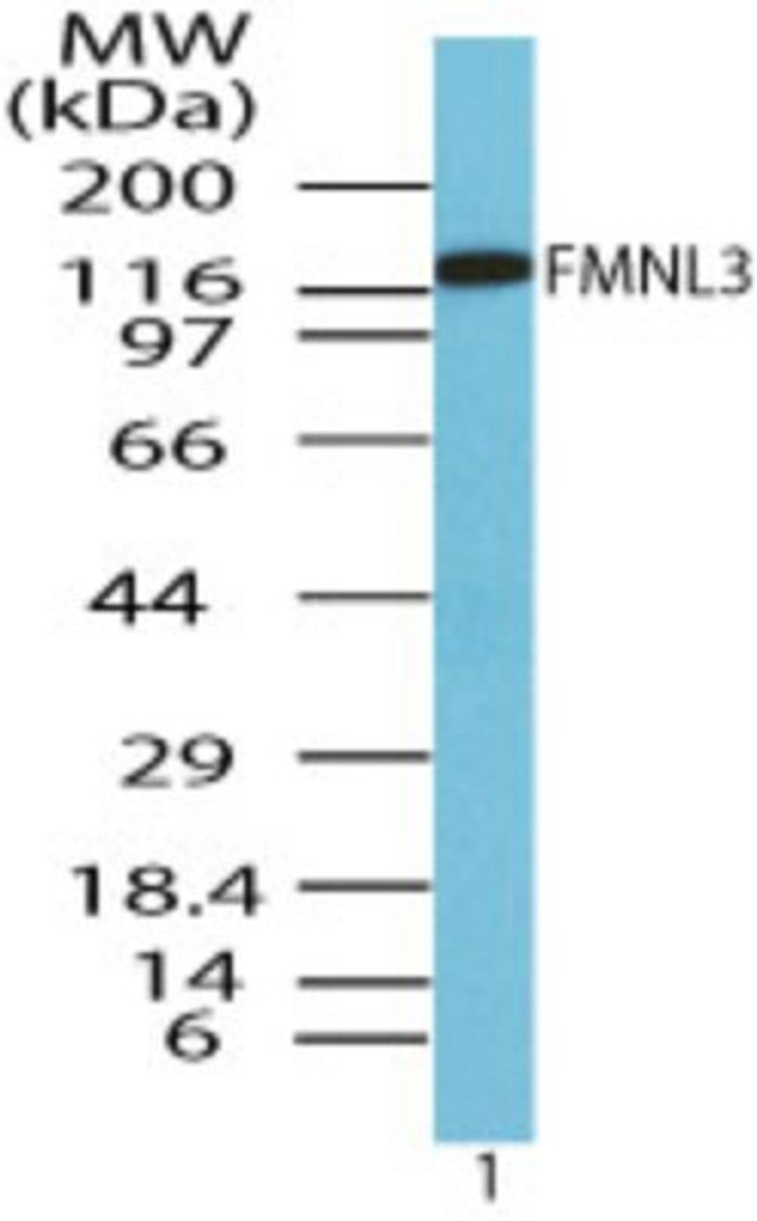 Western Blot: FMNL3 Antibody [NBP2-24724] - analysis of Formin-like protein 3 in human brain lysate using this antibody. 1 ug/ml. I goat anti-rabbit Ig HRP secondary antibody and PicoTect ECL substrate solution were used for this test.