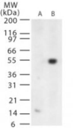 Western Blot: West Nile Virus Protein E Antibody [NB100-56744] - Analysis using the Azide Free version of NB100-56744. Detection of West Nile Virus glycoprotein E in (A) untransfected and (B) transfected cells using this antibody.