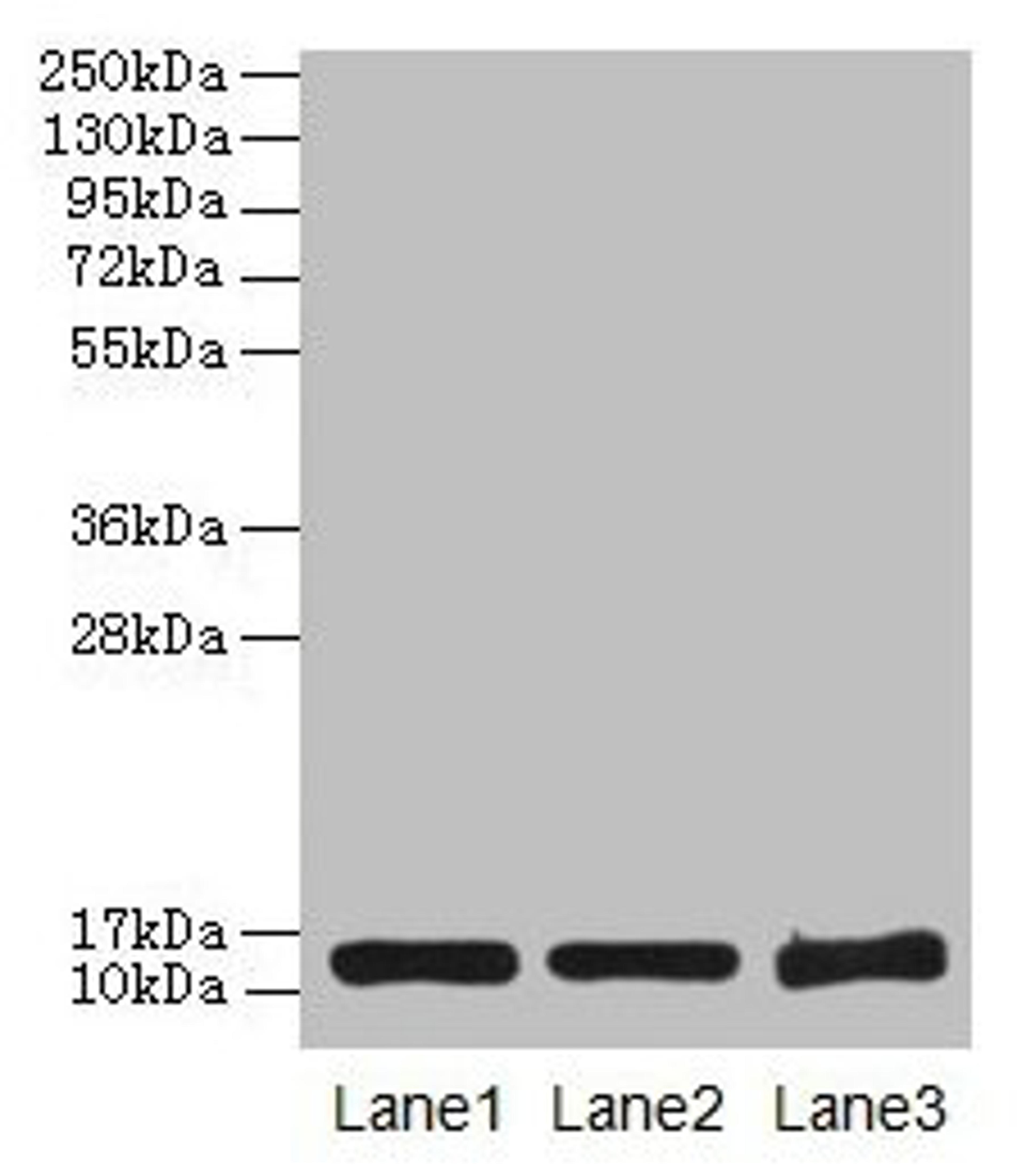 Western blot. All lanes: SNCG antibody at 16µg/ml. Lane 1: HT29 whole cell lysate. Lane 2: Mouse brain tissue. Lane 3: 293T whole cell lysate. Secondary. Goat polyclonal to rabbit IgG at 1/10000 dilution. Predicted band size: 14 kDa. Observed band size: 14 kDa