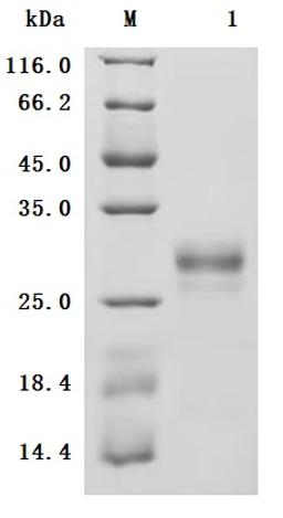 (Tris-Glycine gel) Discontinuous SDS-PAGE (reduced) with 5% enrichment gel and 15% separation gel.