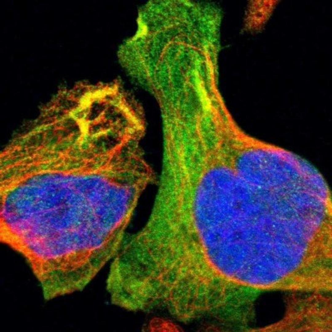 Immunocytochemistry/Immunofluorescence: Tropomodulin 3 Antibody [NBP1-86870] - Immunofluorescent staining of human cell line U-2 OS shows positivity in cytoplasm & cytoskeleton (actin filaments).