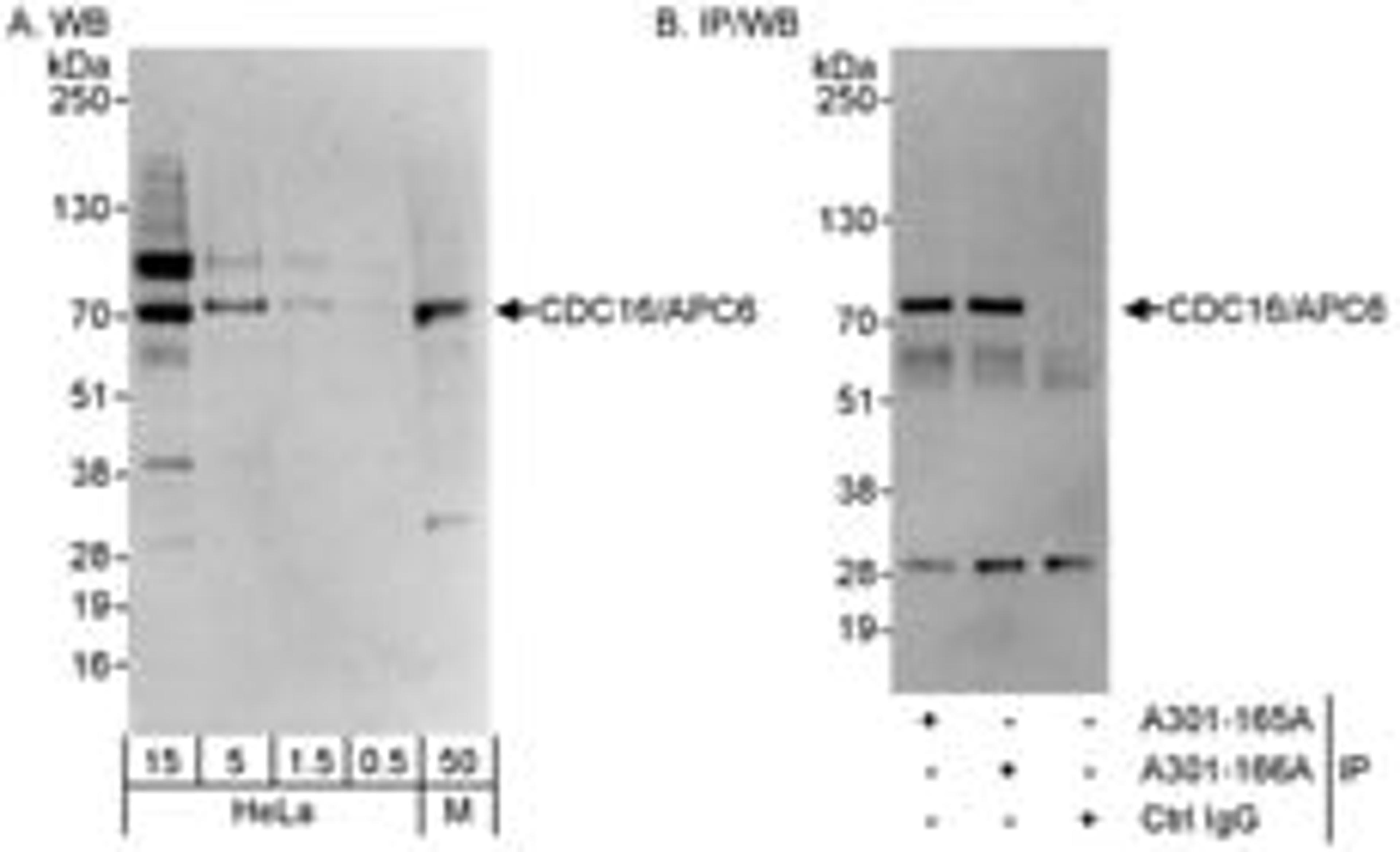 Detection of human and mouse CDC16/APC6 by western blot (h&m) and immunoprecipitation (h).