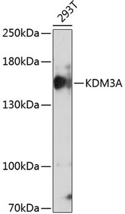 Western blot - KDM3A Antibody (A11960)