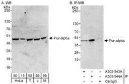 Detection of human and mouse Pur-alpha by western blot (h and m) and immunoprecipitation (h).