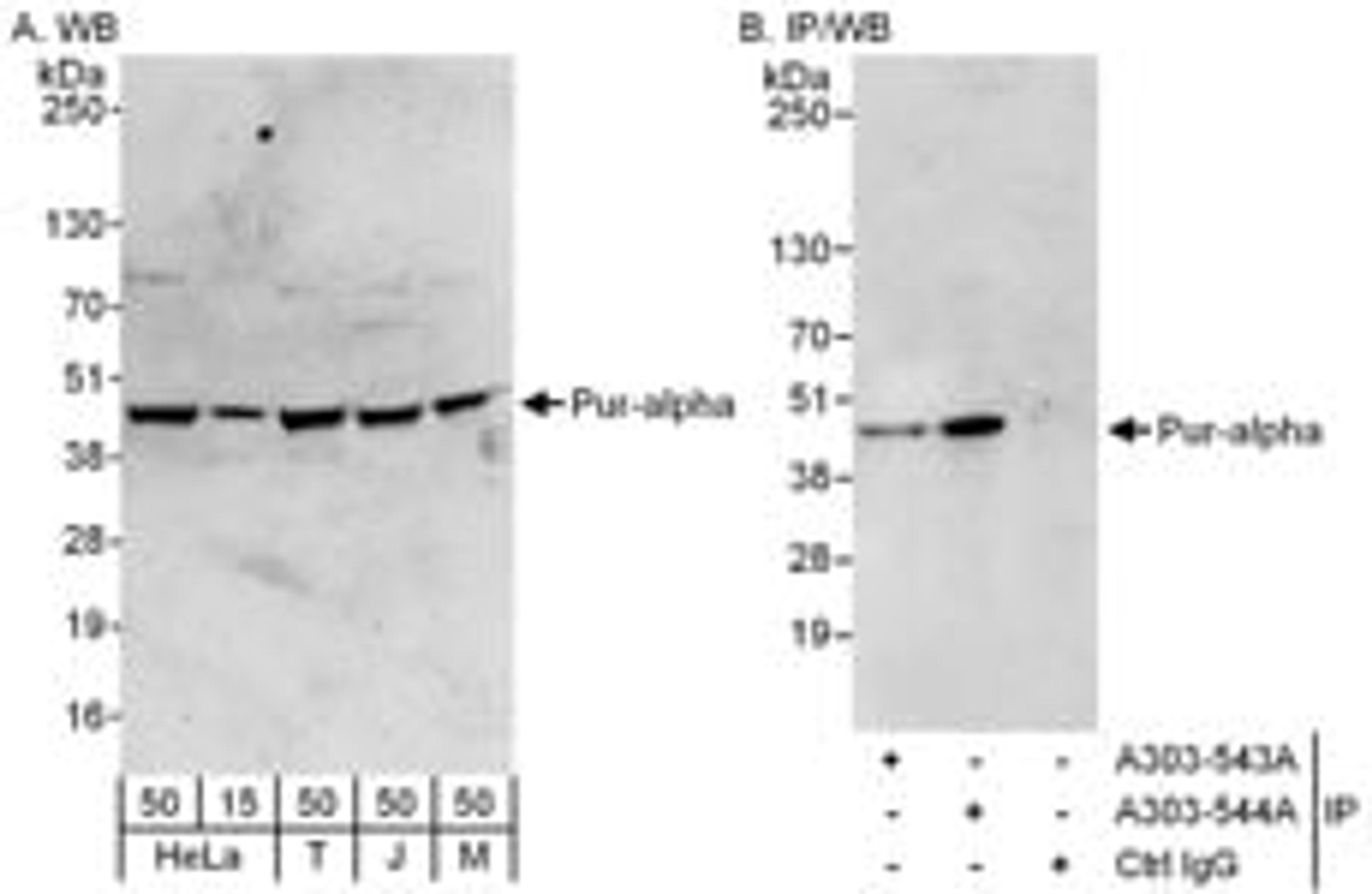 Detection of human and mouse Pur-alpha by western blot (h and m) and immunoprecipitation (h).