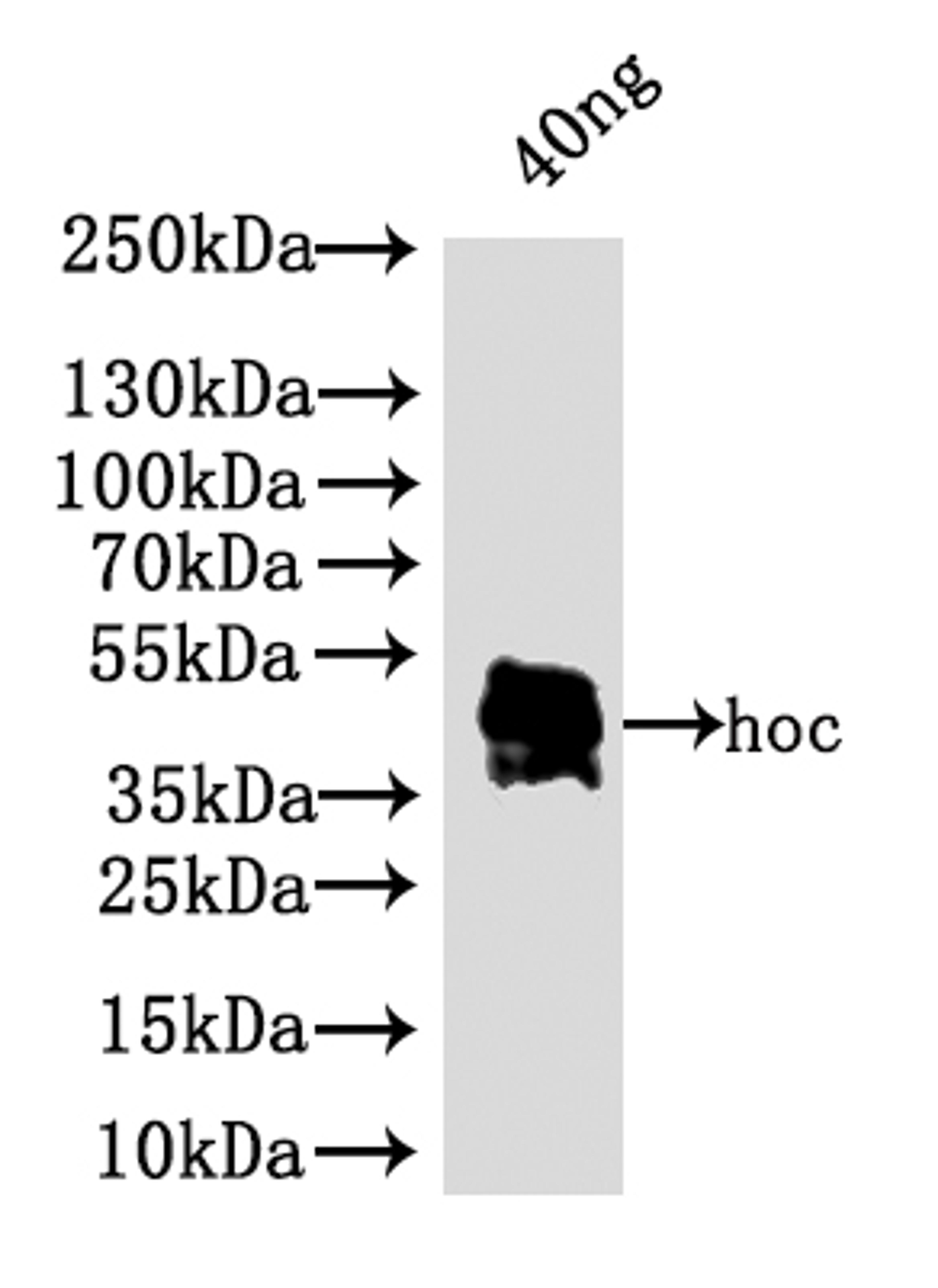 Western Blot. Positive WB detected in: recombinant protein. All lanes: hoc Antibody at 1:1000. Secondary. Goat polyclonal to rabbit IgG at 1/50000 dilution. Predicted band size: 34 kDa. Observed band size: 38 kDa.